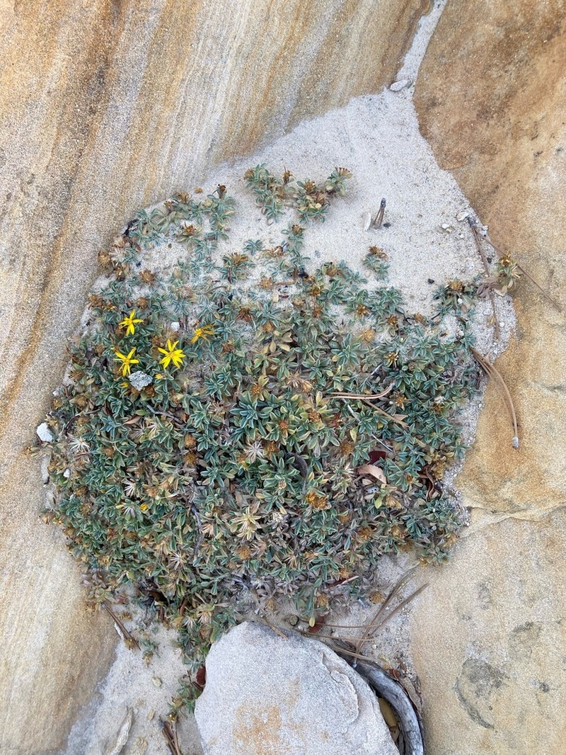 Jones' False Goldenaster photo 6