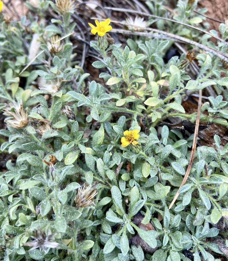 Jones' False Goldenaster photo 7