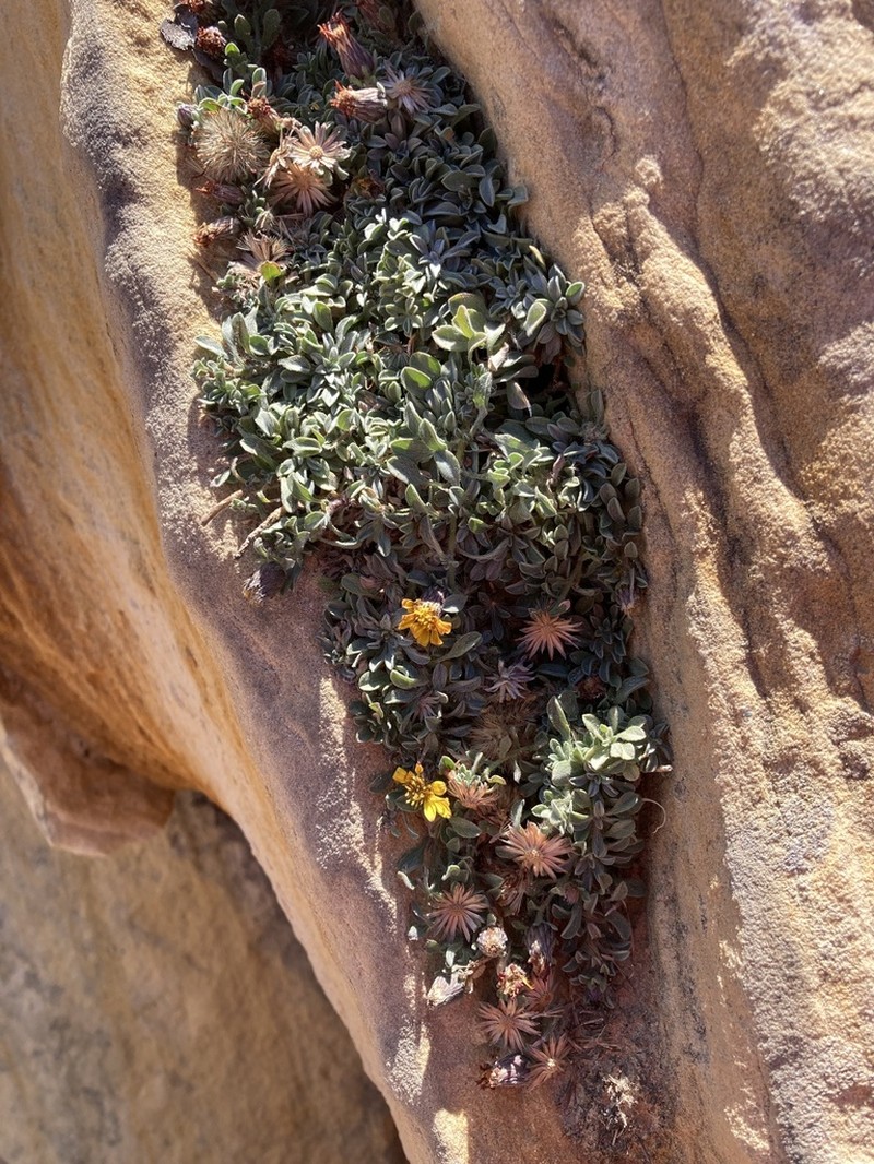 Jones' False Goldenaster photo 8