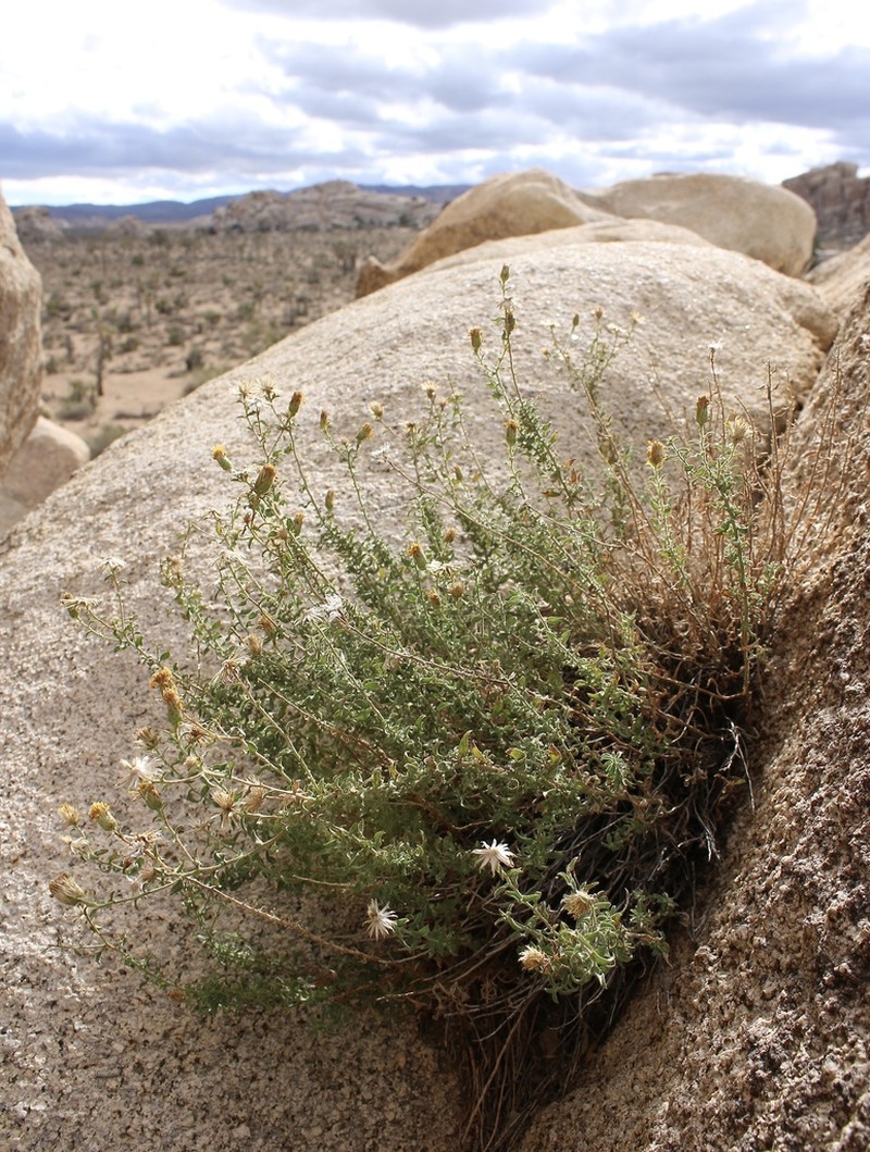 Heterotheca joshuana photo 2