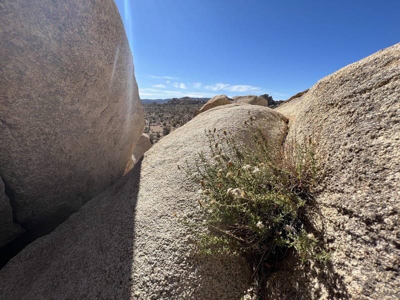 Heterotheca joshuana photo 3