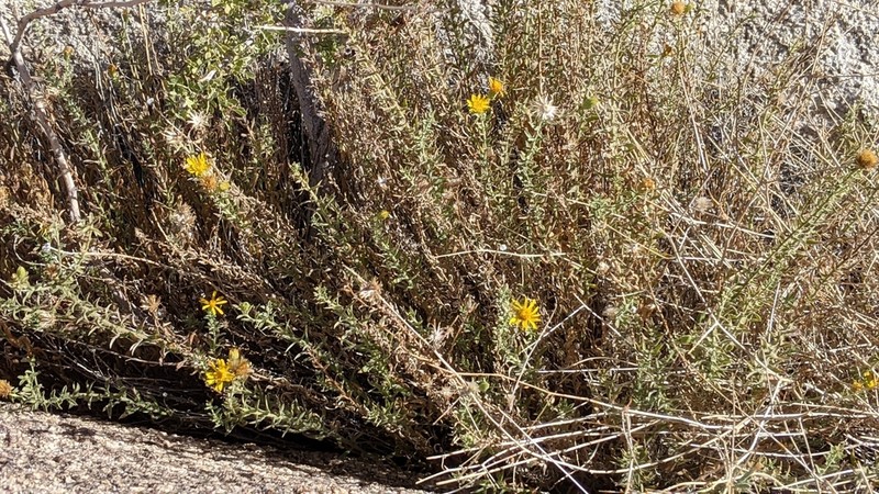 Heterotheca joshuana photo 4