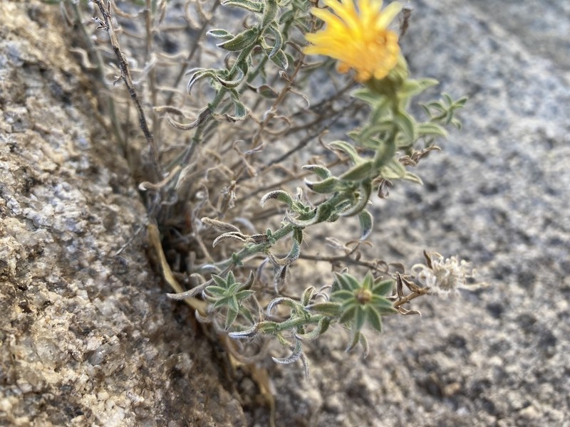 Heterotheca joshuana photo 5