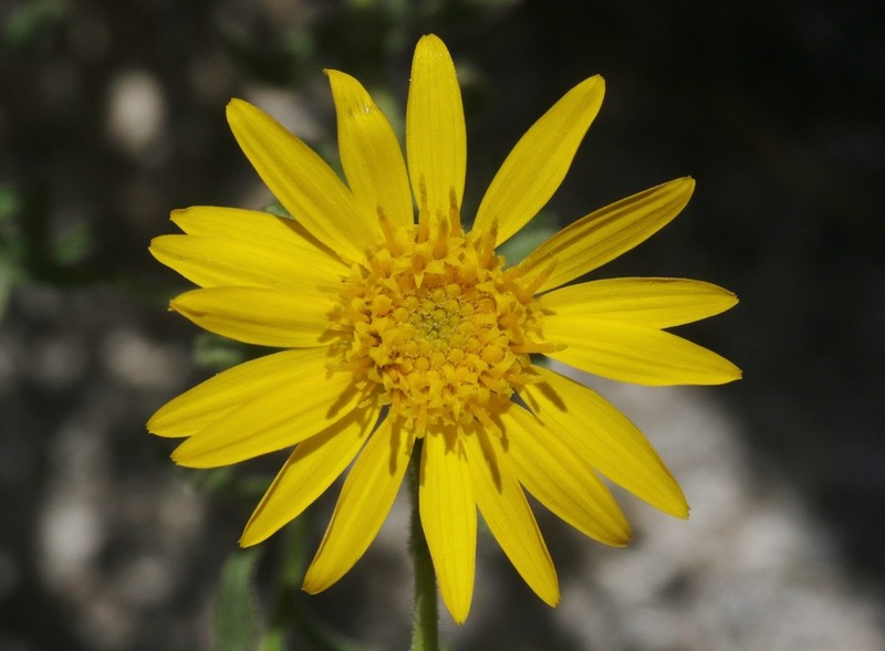 Heterotheca joshuana photo 7