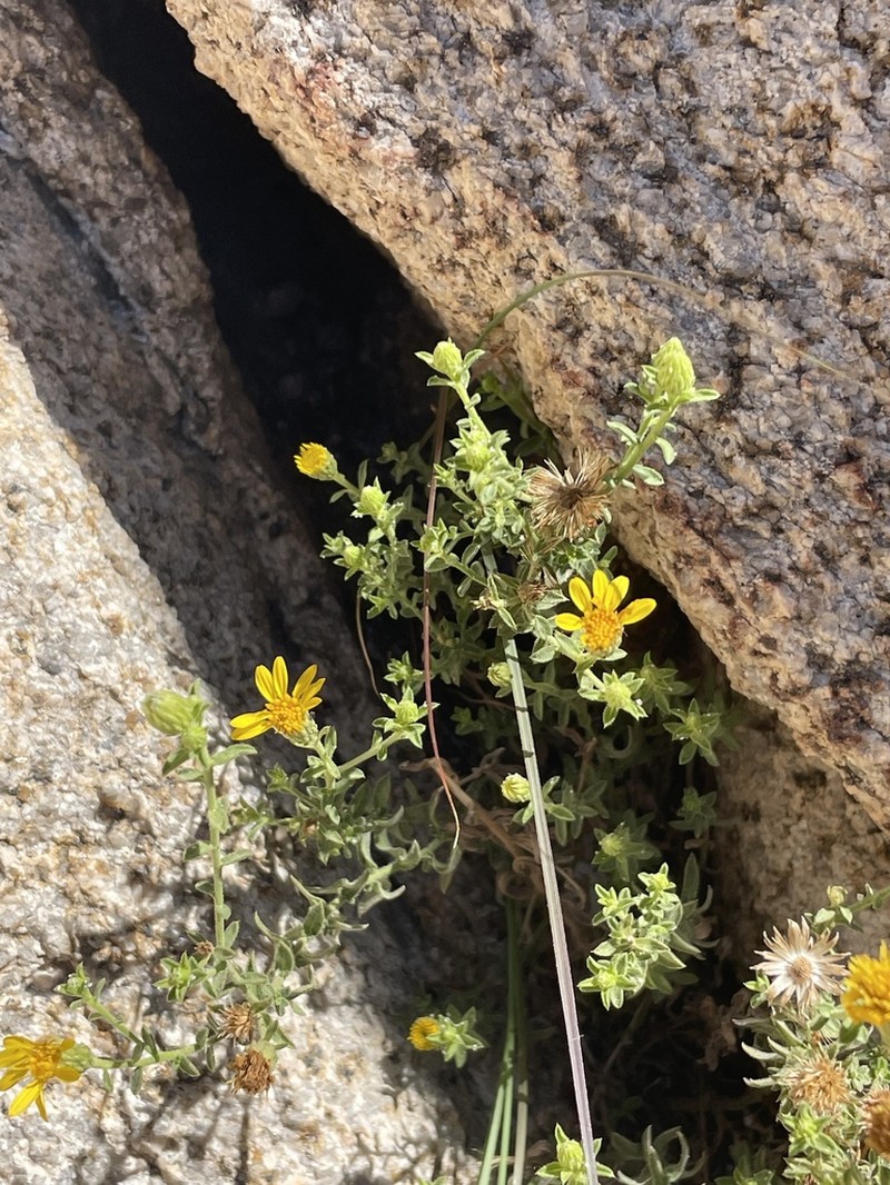 Heterotheca joshuana photo 8