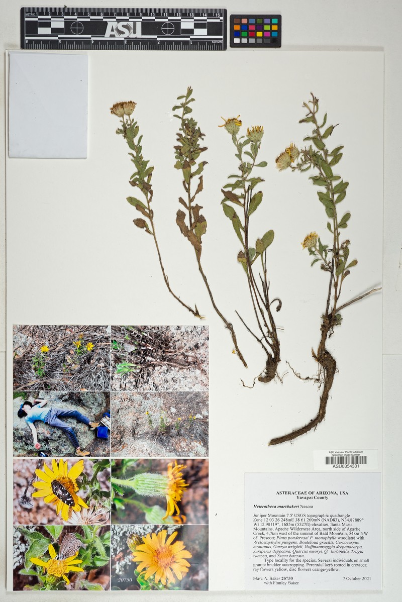 Heterotheca marcbakeri photo 5