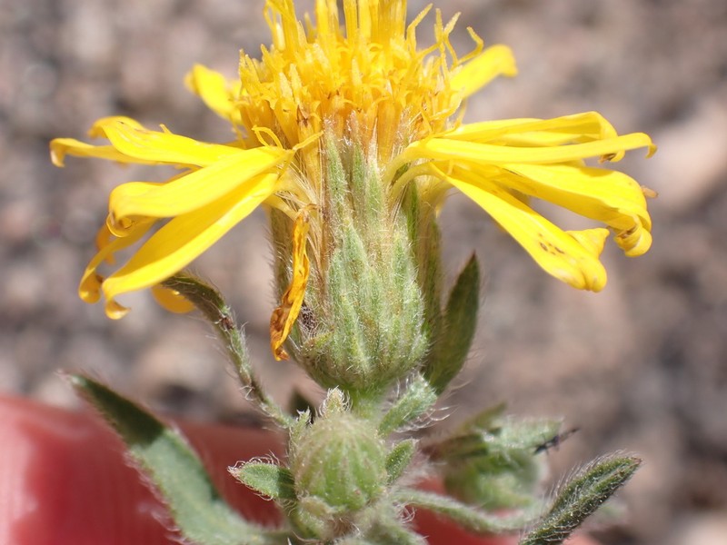 Heterotheca marcbakeri