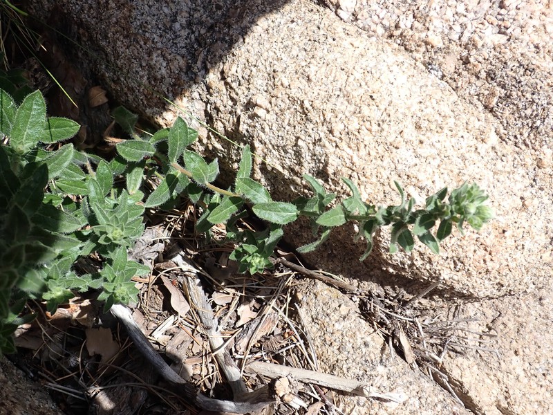 Heterotheca marcbakeri photo 3