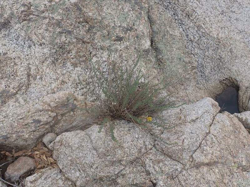 Sonora False Goldenaster