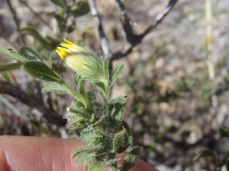 Sonora False Goldenaster photo 2