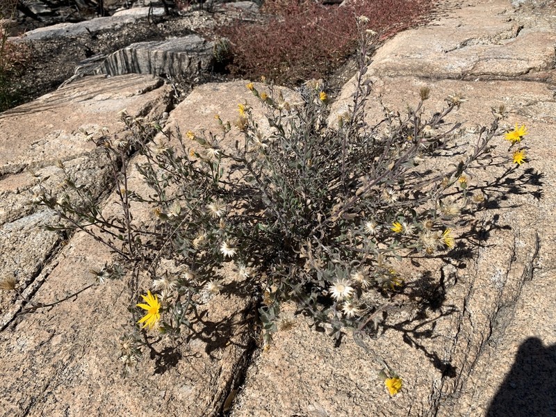 Sonora False Goldenaster photo 3