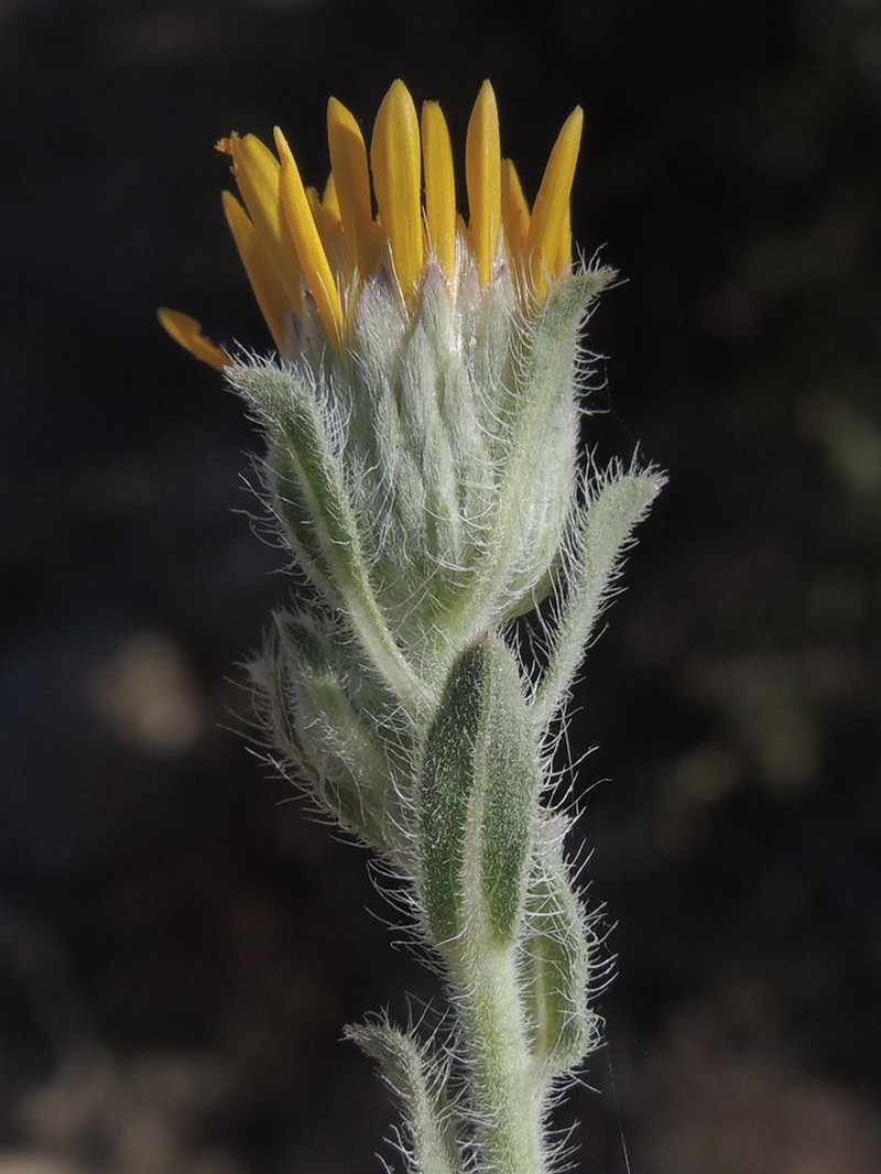 Sonora False Goldenaster photo 4