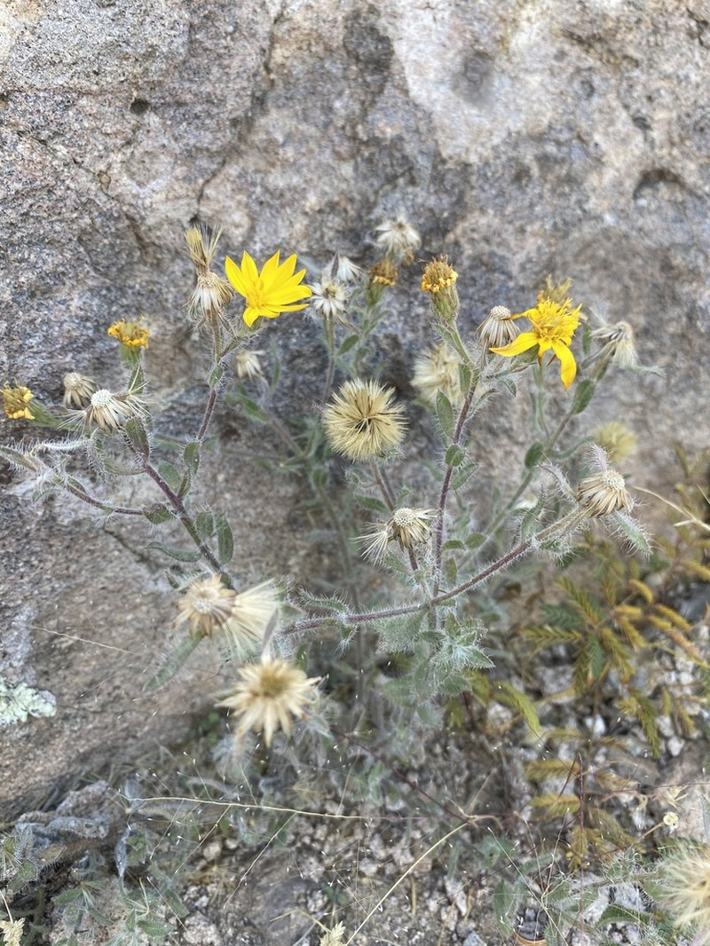 Sonora False Goldenaster photo 5