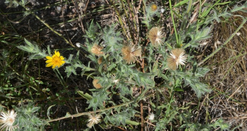 Sonora False Goldenaster photo 6