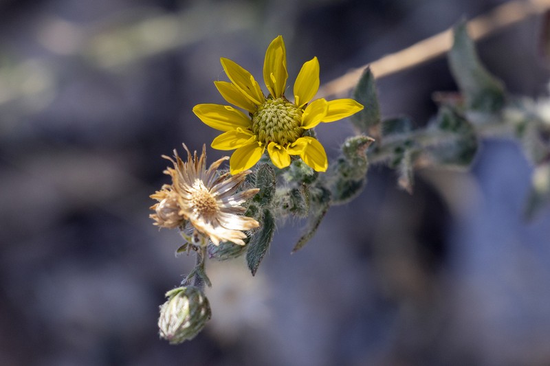 Sonora False Goldenaster photo 7