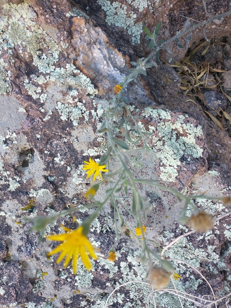 Sonora False Goldenaster photo 8