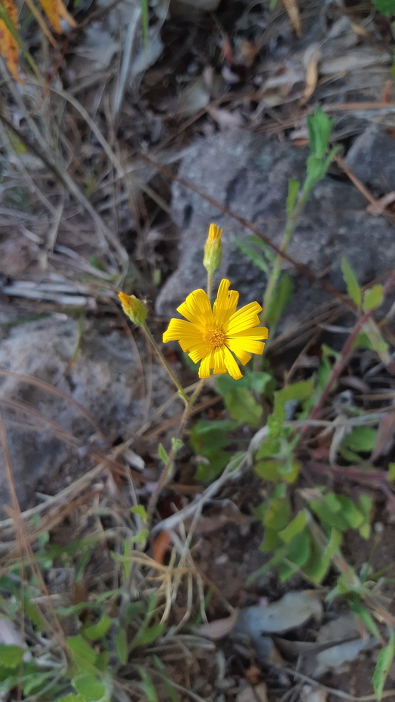 Heterotheca mayoensis photo 2