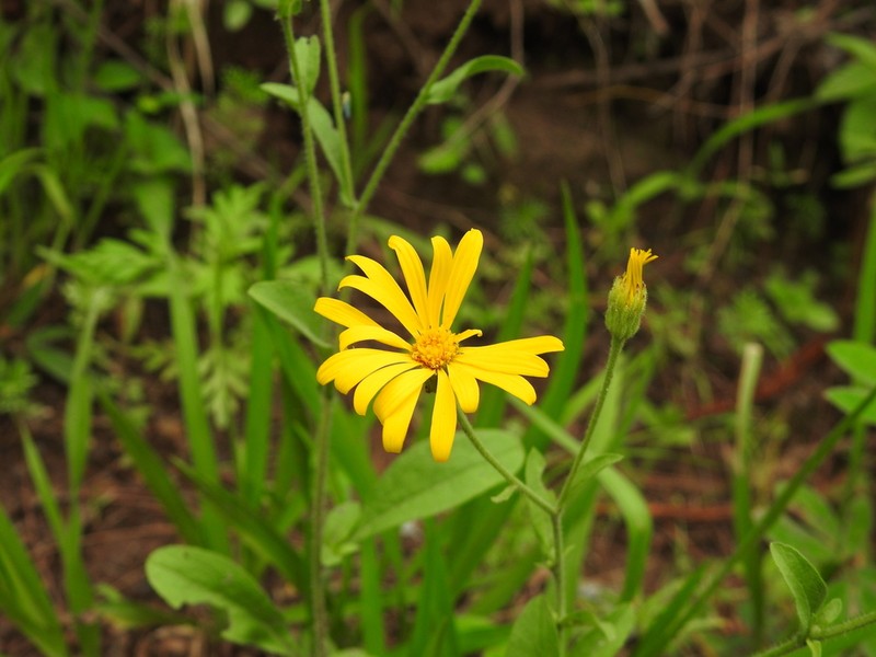 Heterotheca mayoensis photo 3