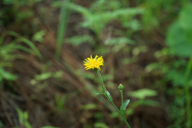 Heterotheca mayoensis photo 4