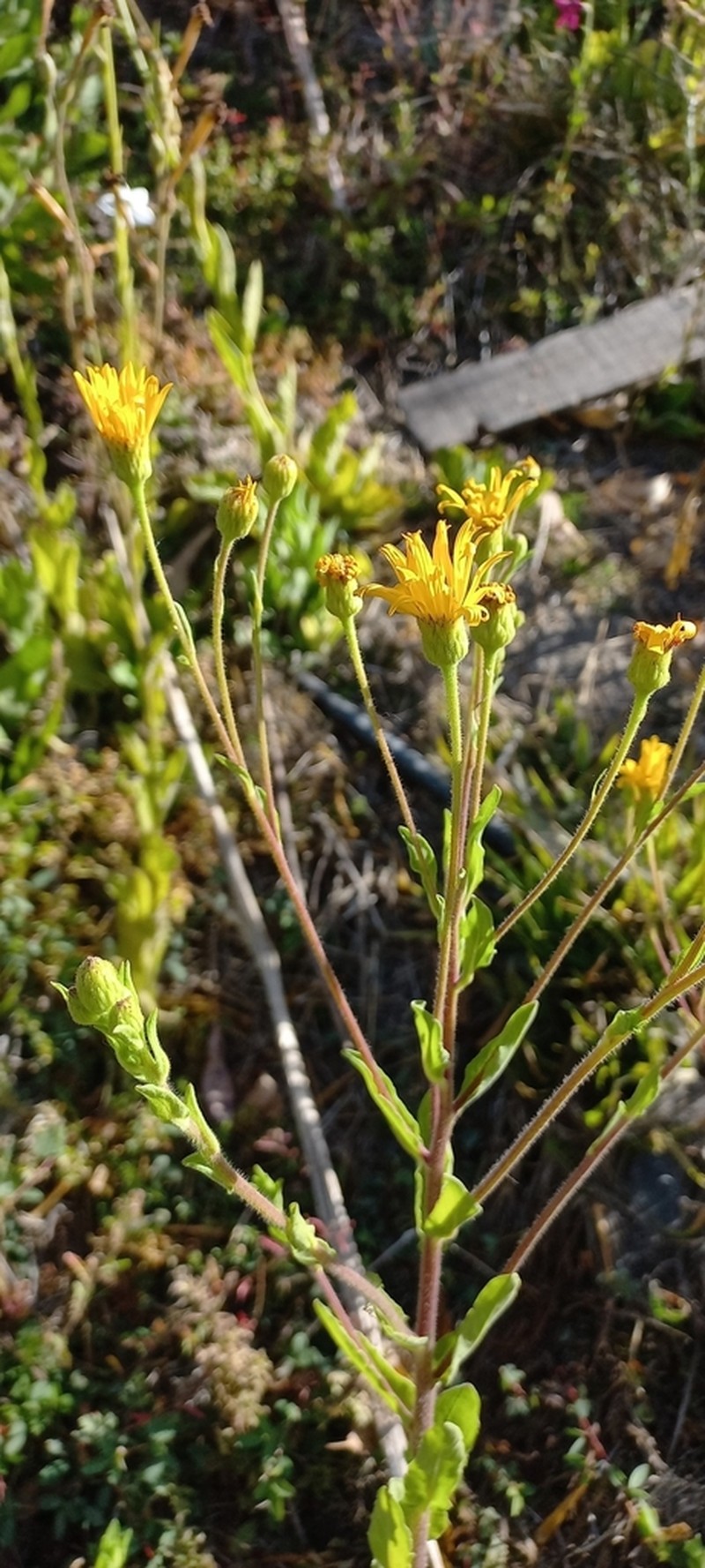 Heterotheca mayoensis photo 5