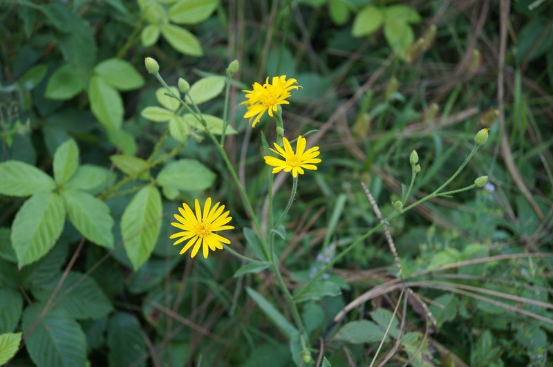 Heterotheca mayoensis photo 6