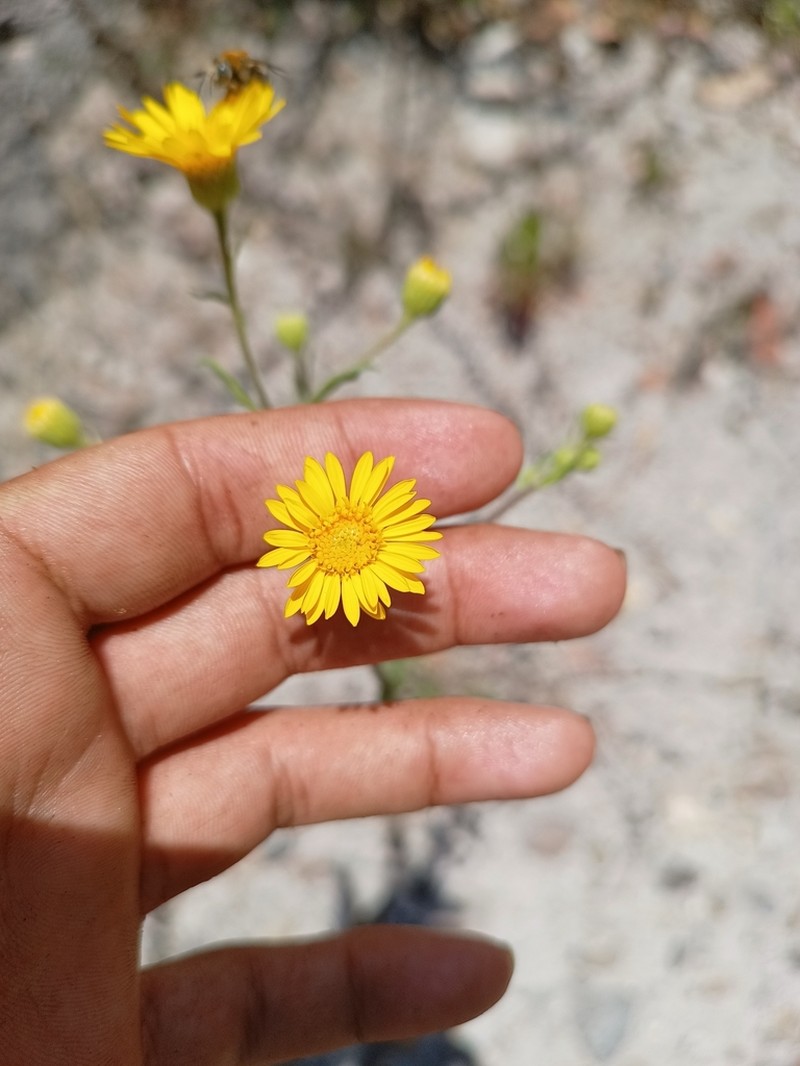 Heterotheca mayoensis photo 7