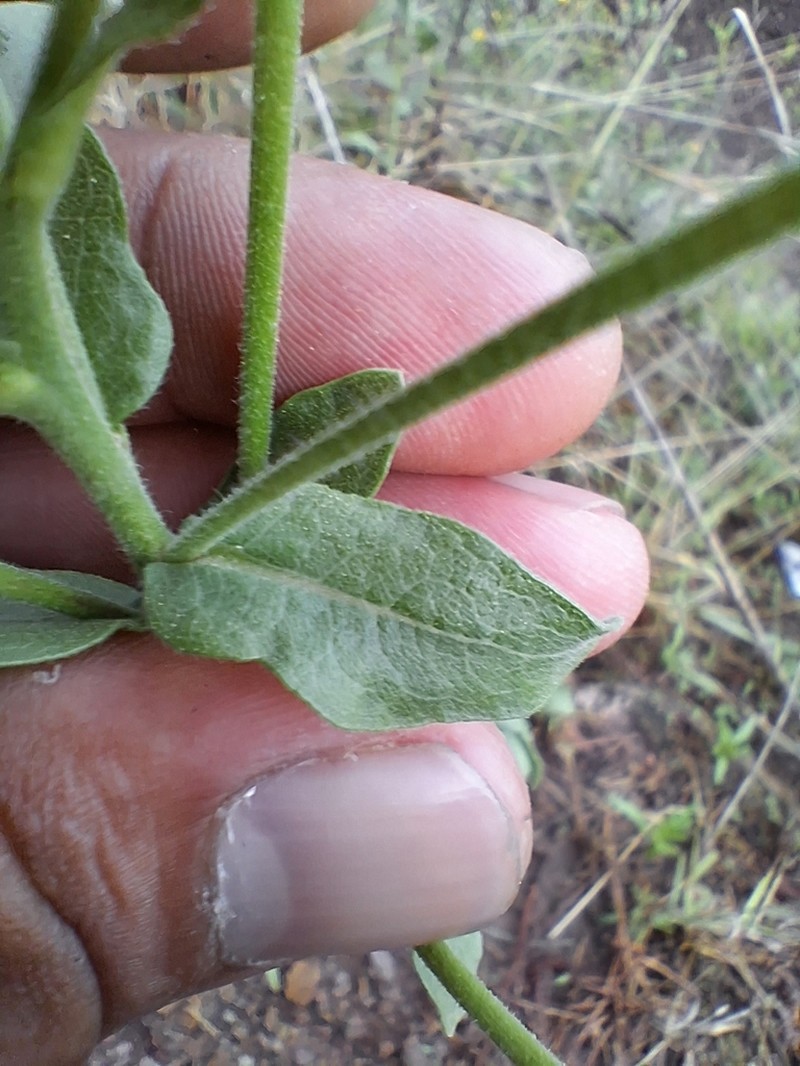 Heterotheca mayoensis photo 8