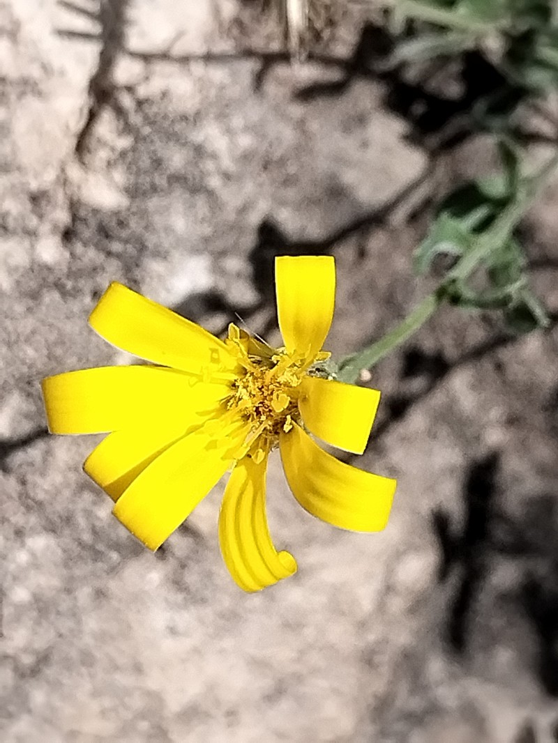 Heterotheca mexicana