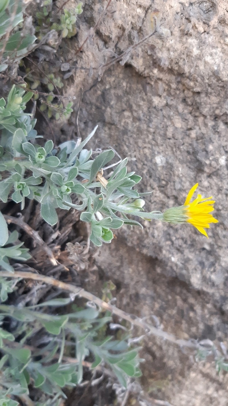 Heterotheca mexicana photo 2