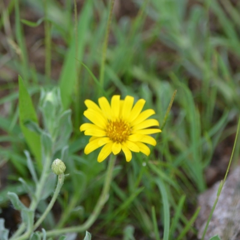 Heterotheca mexicana photo 3