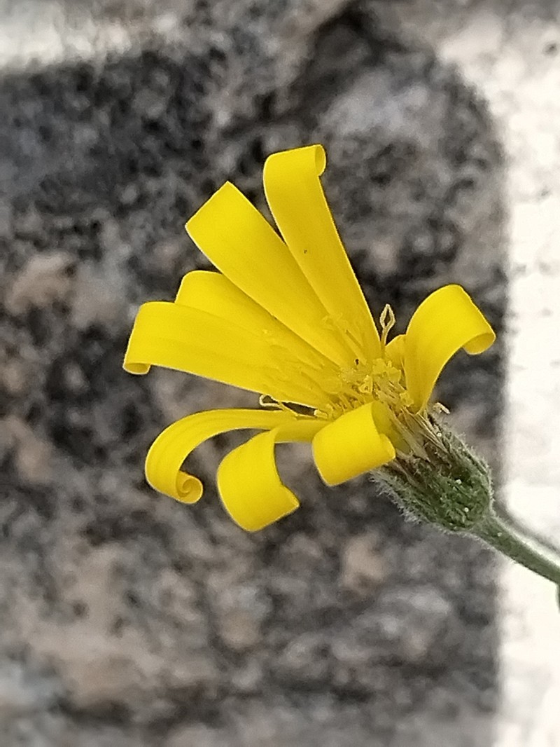 Heterotheca mexicana photo 5