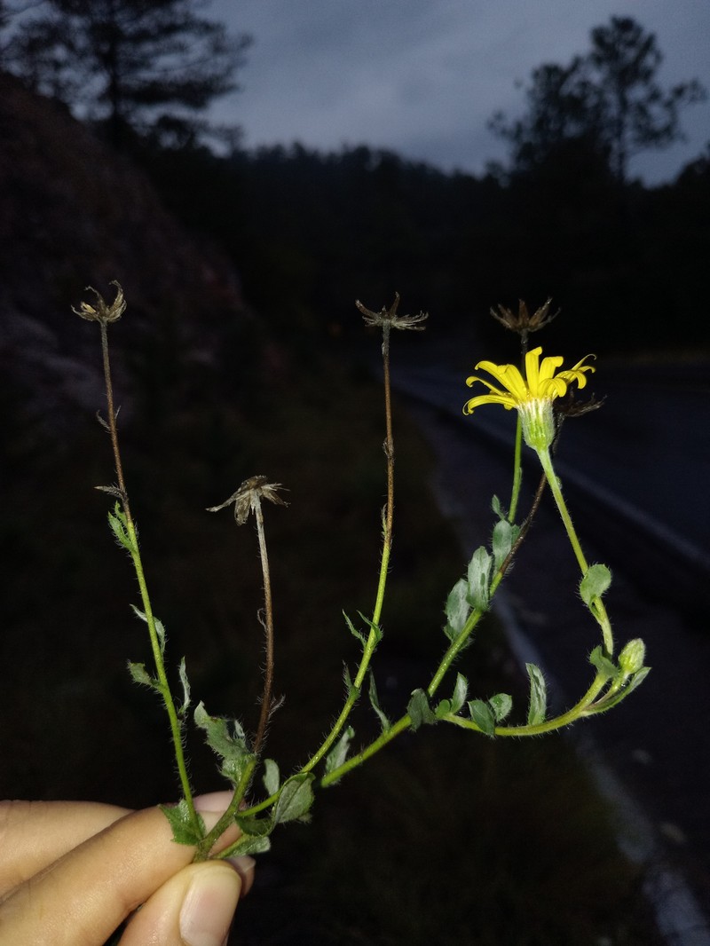 Heterotheca mexicana photo 6