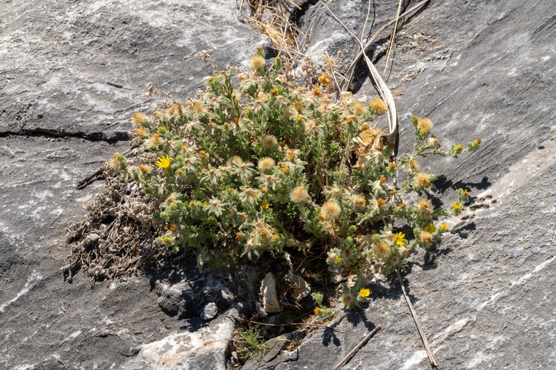 Sequoia False Goldenaster