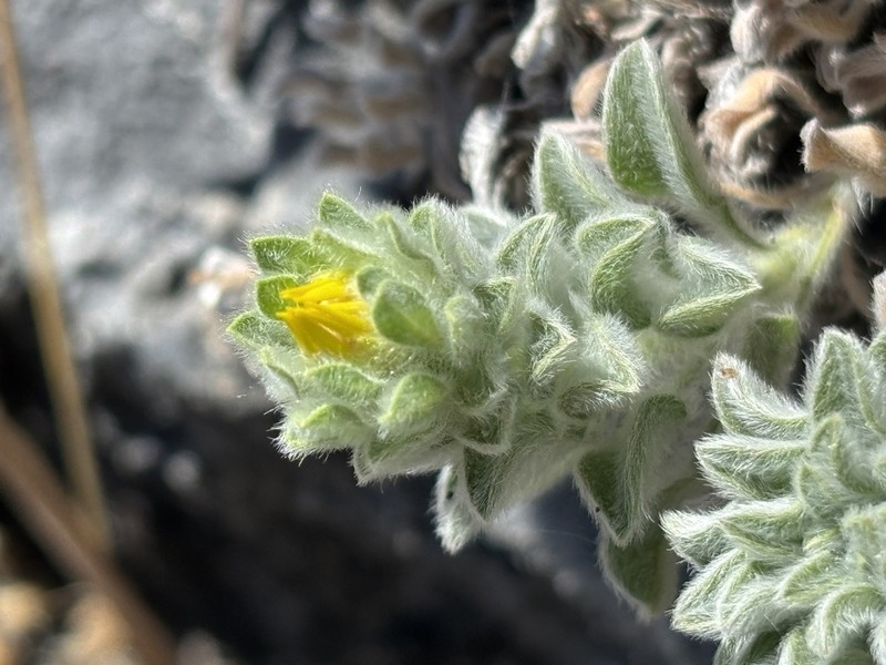 Sequoia False Goldenaster photo 2