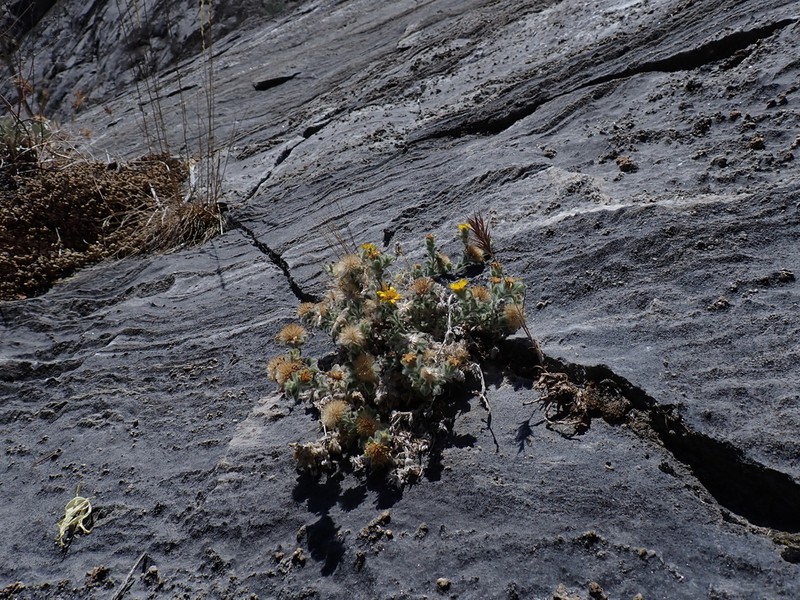 Sequoia False Goldenaster photo 3