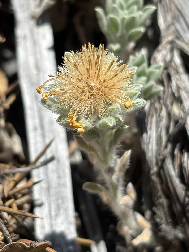 Sequoia False Goldenaster photo 4