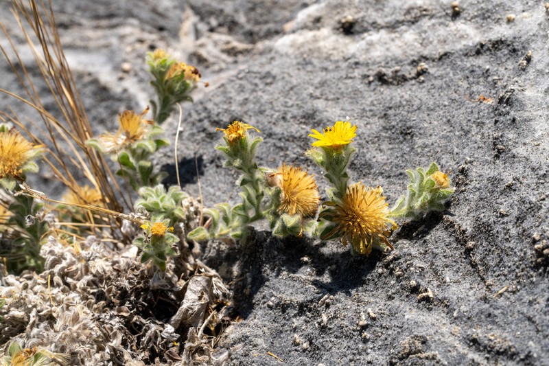 Sequoia False Goldenaster photo 5