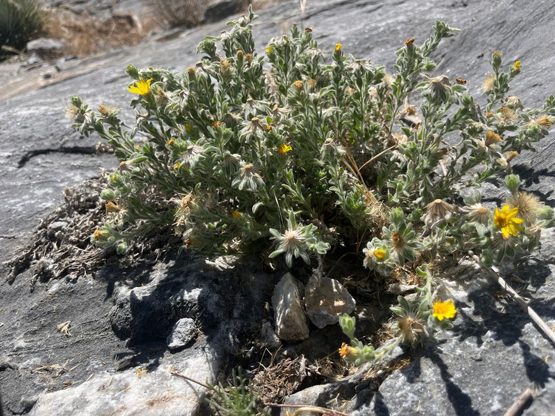 Sequoia False Goldenaster photo 6