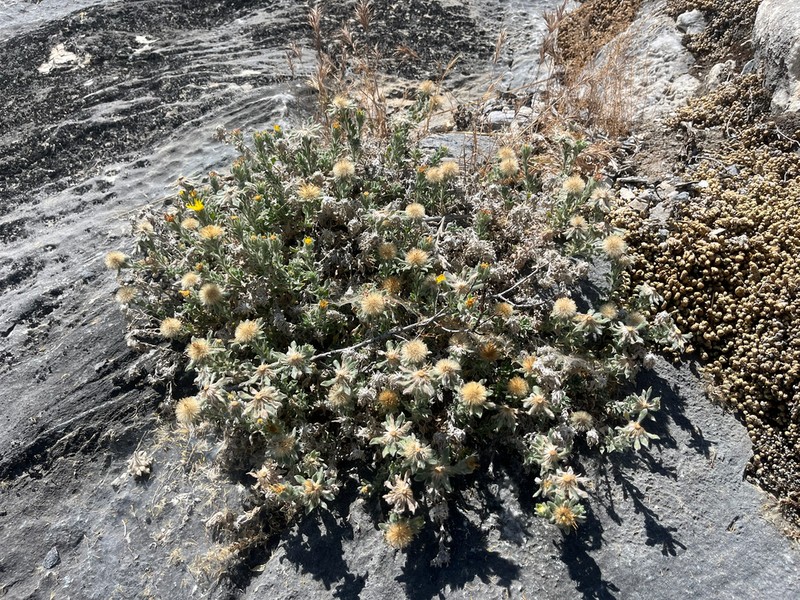 Sequoia False Goldenaster photo 7