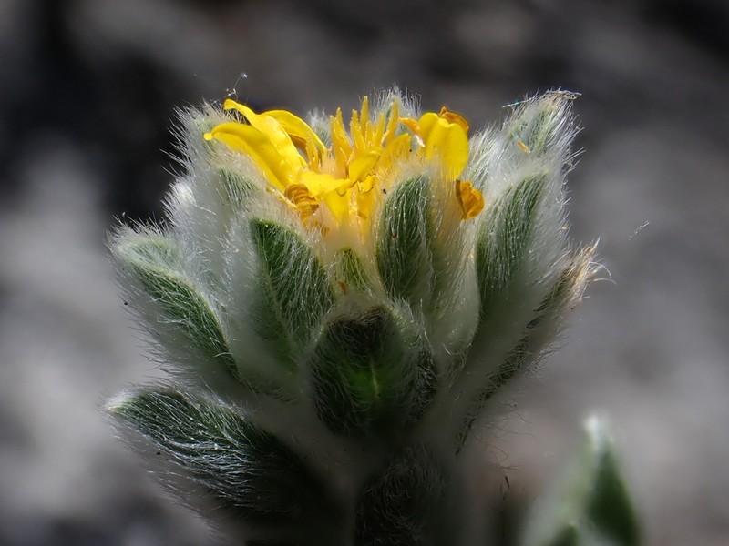 Sequoia False Goldenaster photo 8