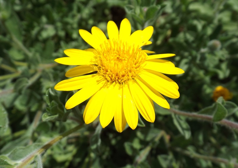 Heterotheca mucronata
