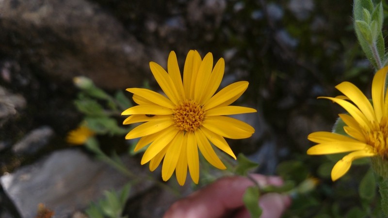 Heterotheca mucronata photo 2