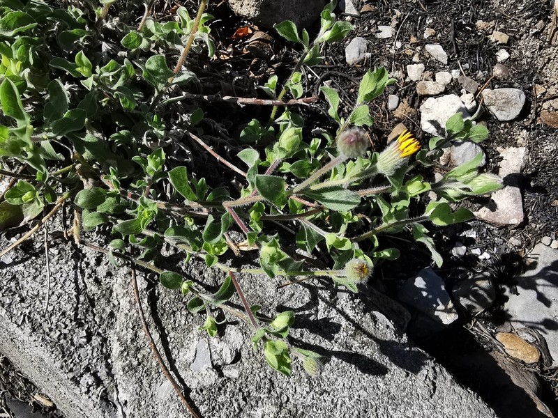 Heterotheca mucronata photo 3