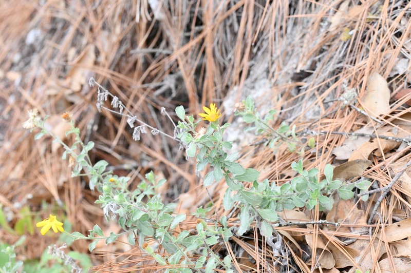 Heterotheca mucronata photo 4