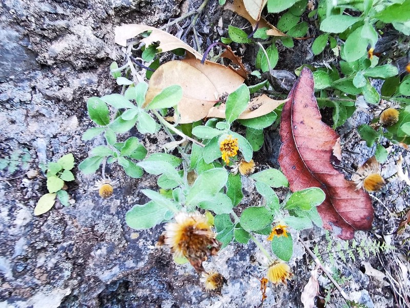 Heterotheca mucronata photo 5