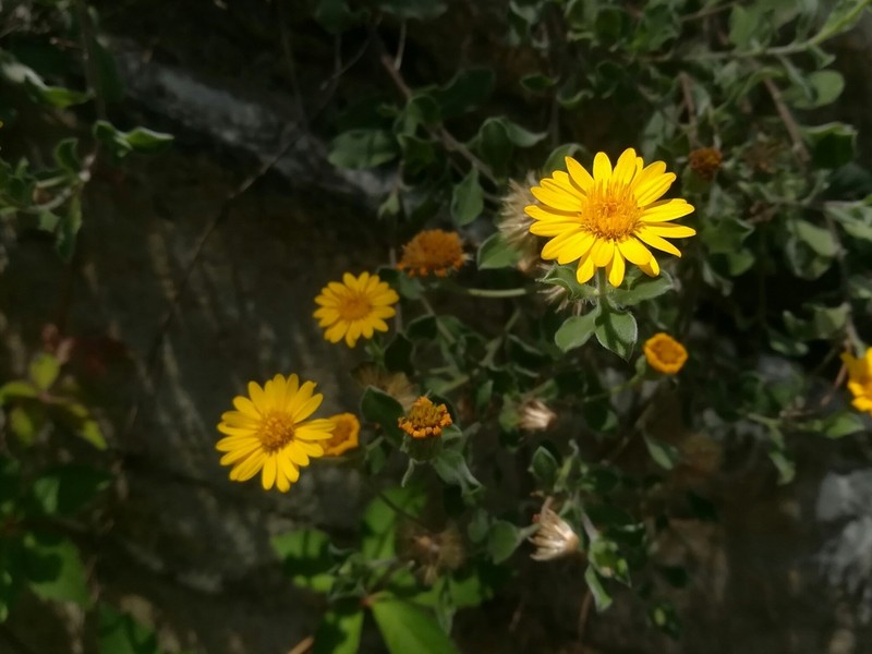Heterotheca mucronata photo 7