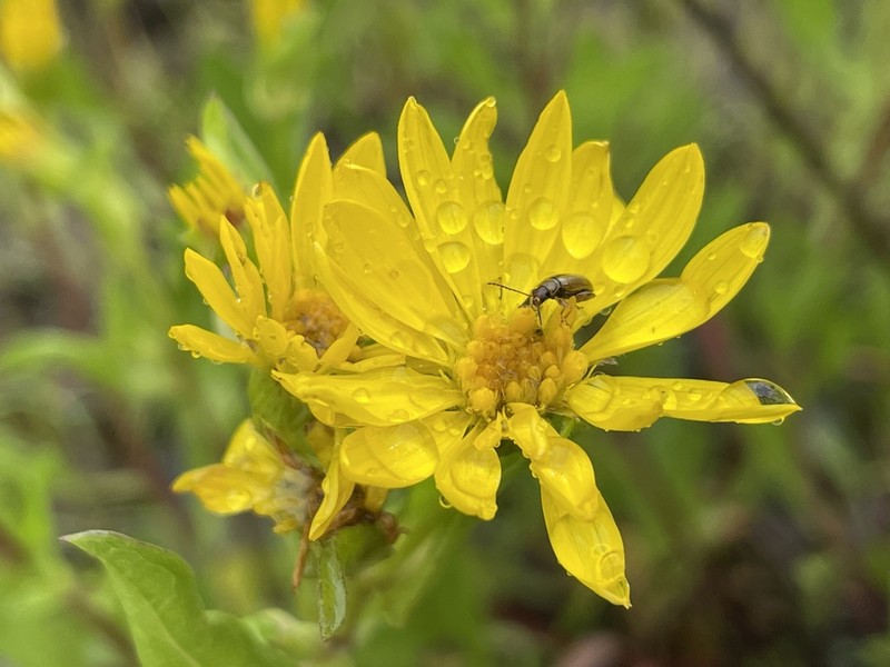 Heterotheca nitidula