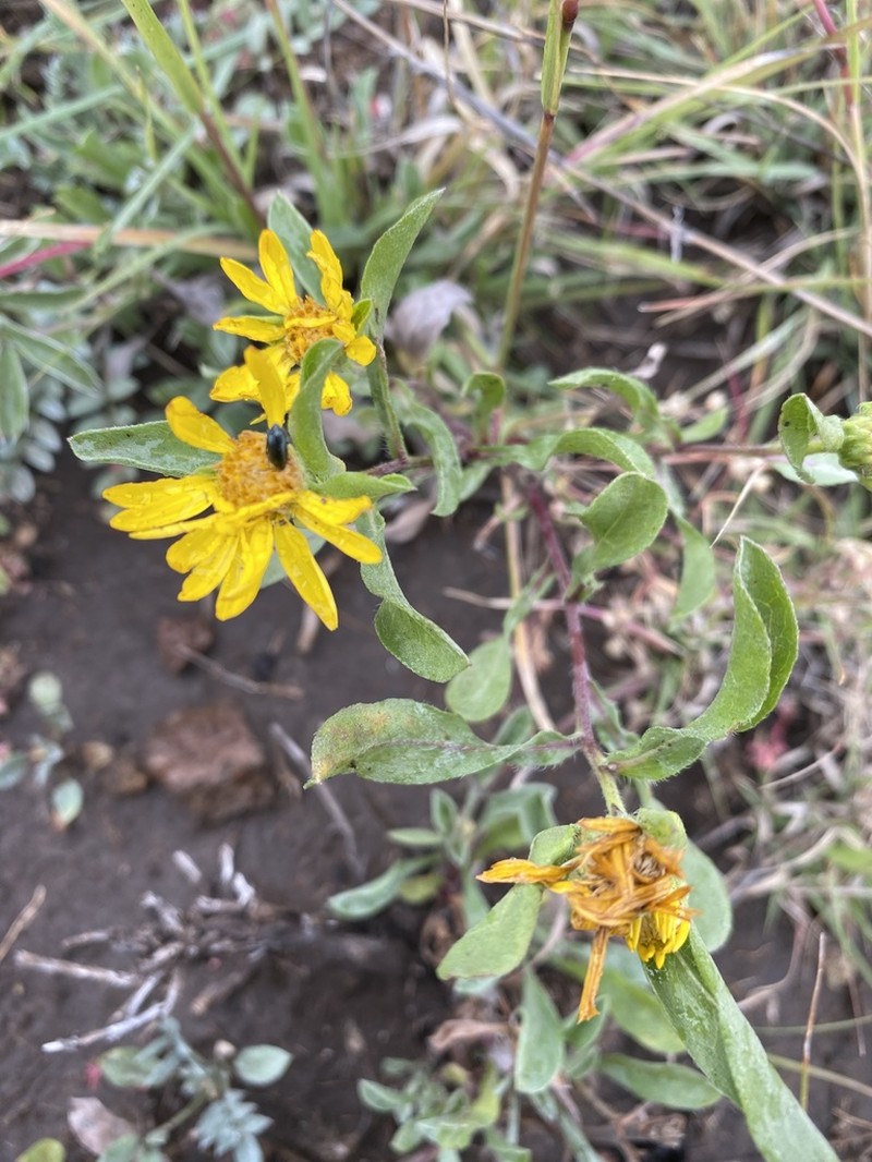 Heterotheca nitidula photo 2