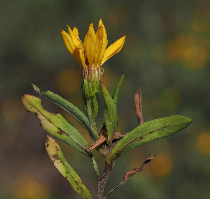 Heterotheca nitidula photo 3