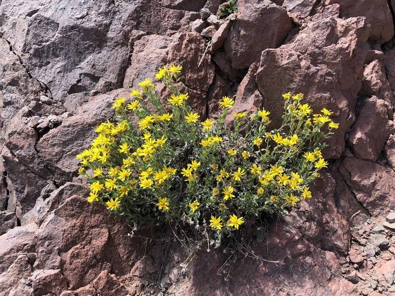Heterotheca nitidula photo 4